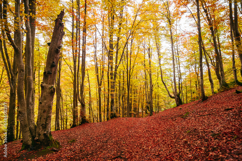 Fototapeta premium Beautiful golden forest. colorful leaves and trees. autmn landscape