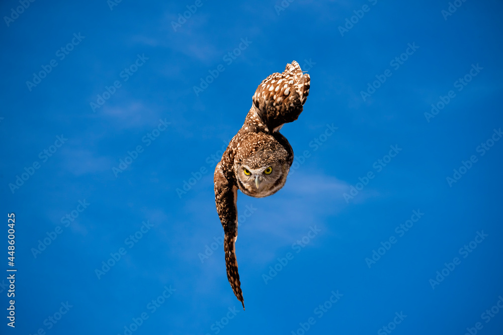 Burrowing Owl (Athene cunicularia) in Flight Coming at Ya Burrowing Owl (Athene cunicularia) in Flight Coming at Ya