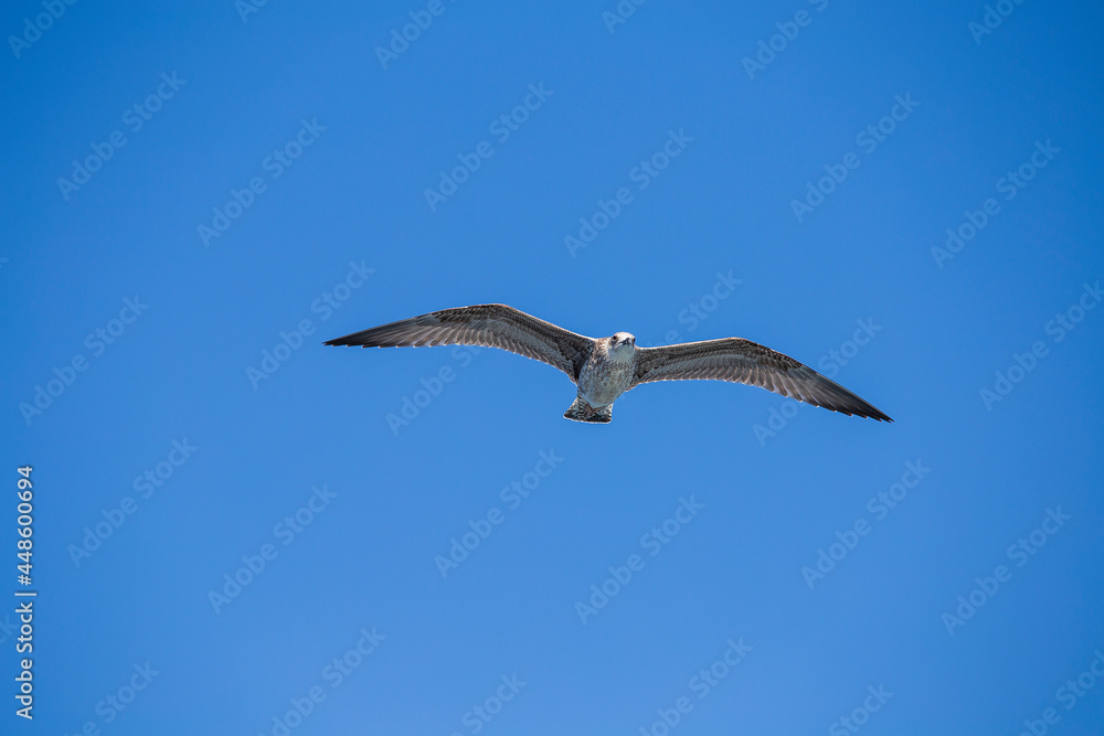 Seagull flying on blue sky background, closeup Seagull flying on blue sky background, closeup