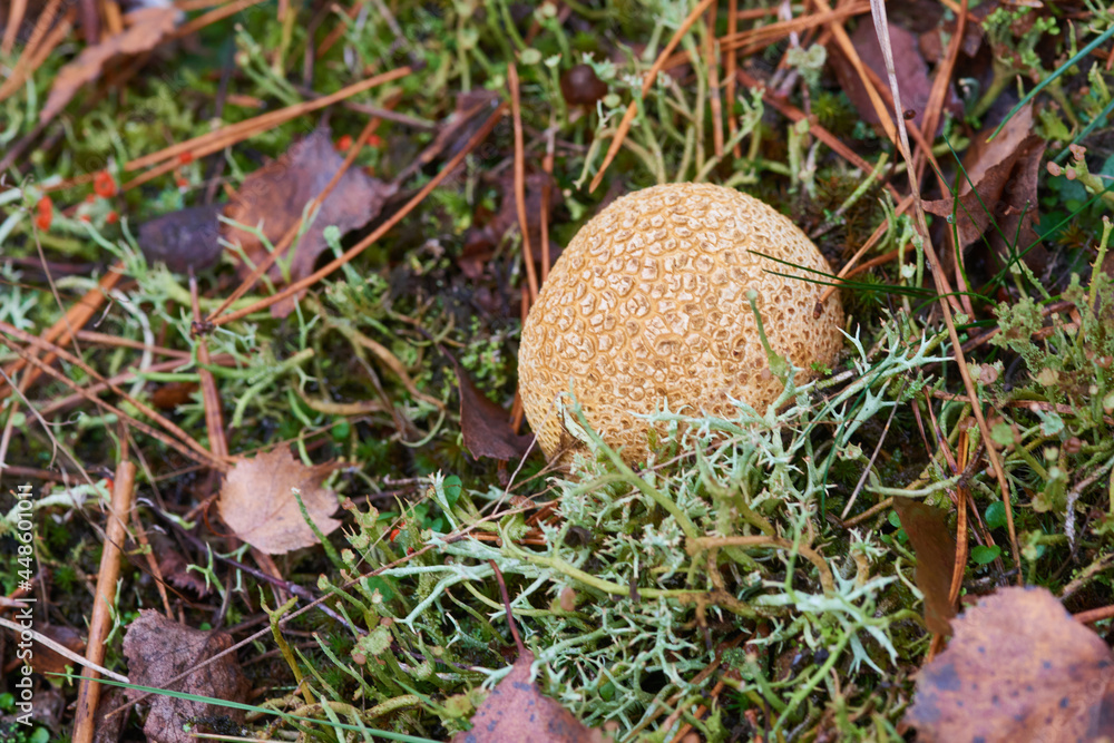 Dickschaliger Kartoffelbovist Dickschaliger Kartoffelbovist