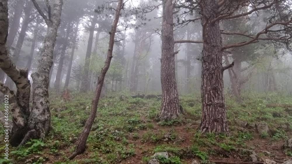 landscape with trees in the mountains during fog. landscape with trees in the mountains during fog.