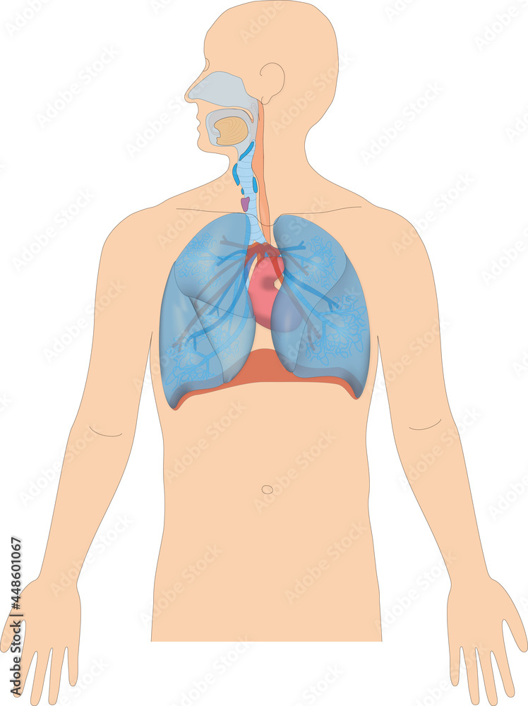 Atmungssystem / Atmungorgane des Menschen Stock Illustration | Adobe Stock