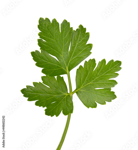 green leaves of parsley isolated on white background