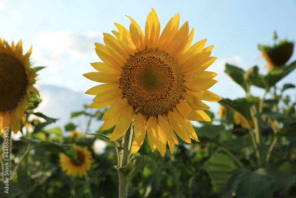 Beautiful blooming sunflower in field on summer day Beautiful blooming sunflower in field on summer day
