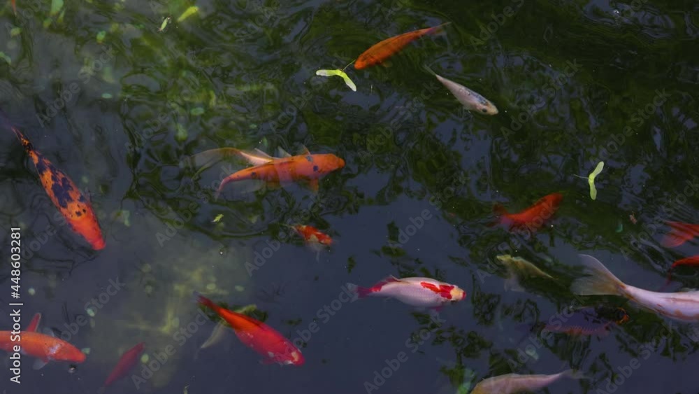 Goldfish koi carps swimming in pond water Goldfish koi carps swimming in pond water