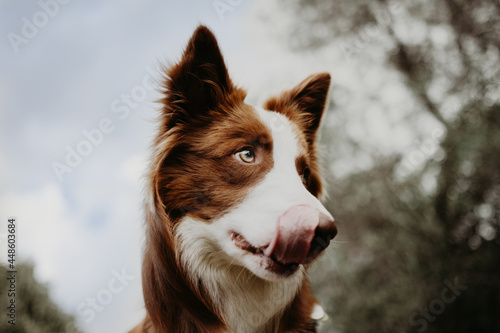 Portrait border collie dog licking its kips on sky background photo