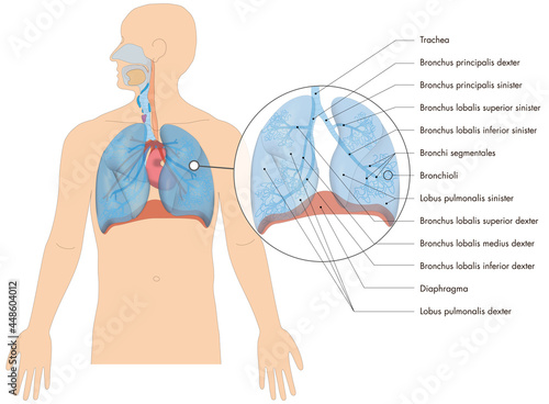 Atmungssystem / Atmungorgane - Lunge Bronchien des Menschen - lateinische Beschriftung photo