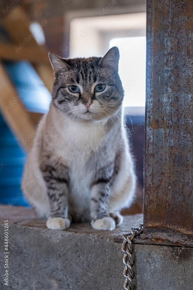 Obraz premium cat on a window sill