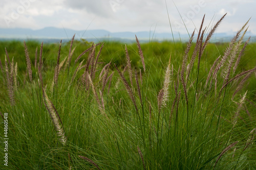 Fototapeta Naklejka Na Ścianę i Meble -  green wheat field