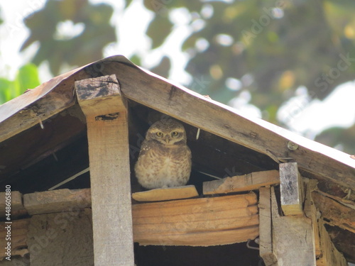 Spotted Owlet (Athene brama indica) in roof apex of a house in Nepal