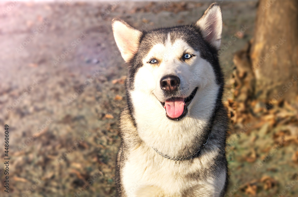 Portrait of a happy husky dog outdoors.