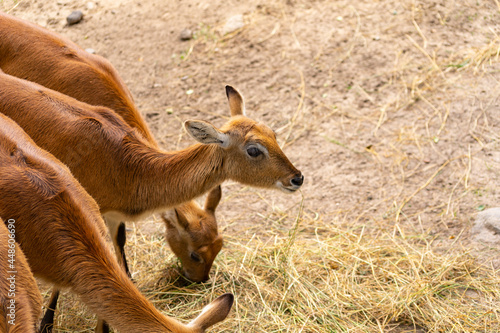 Fototapeta Naklejka Na Ścianę i Meble -  Kob liczi w zoo