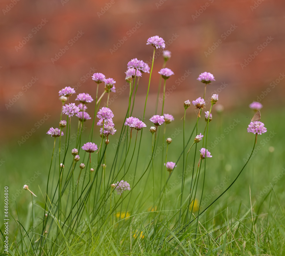 Obraz premium Field scabious