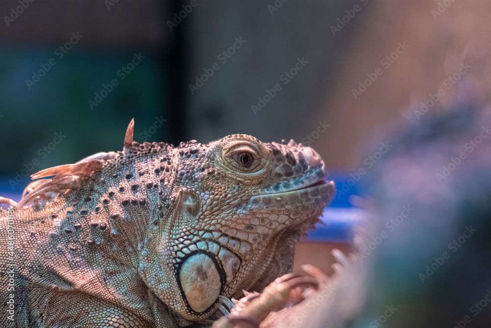 Looking into the lens, common iguana in a terrarium, close up Looking into the lens, common iguana in a terrarium, close up