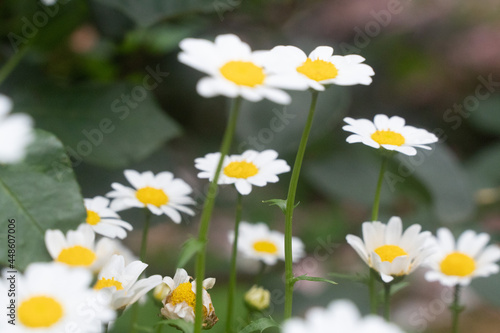 daisies in a field