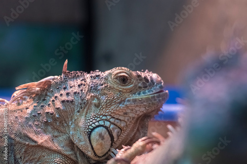 Looking into the lens  common iguana in a terrarium  close up