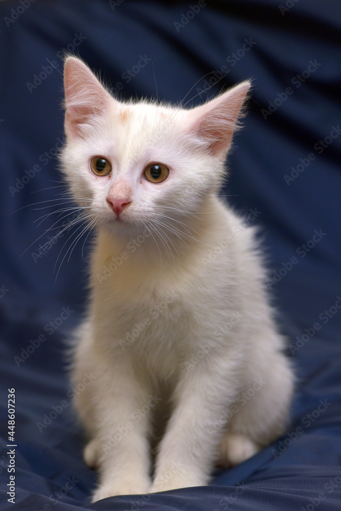 cute fluffy white kitten on a blue cute fluffy white kitten on a blue