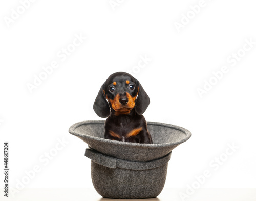 image of dog hat white background  photo