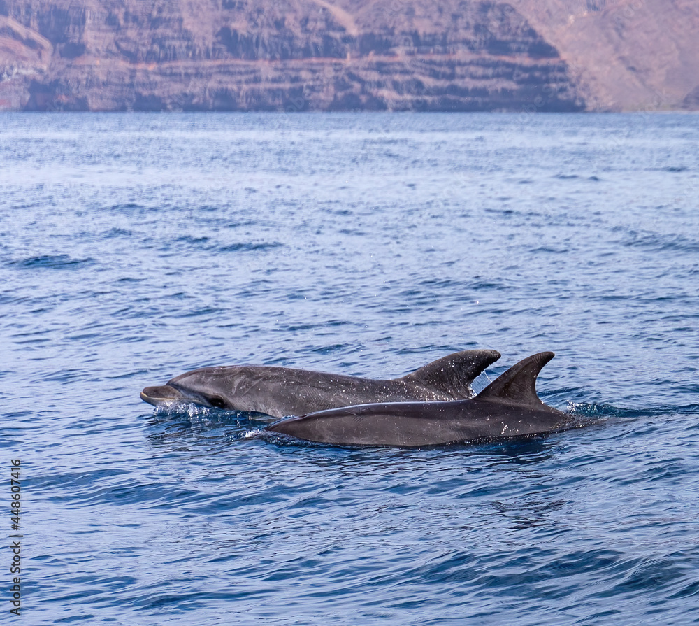 Fototapeta premium Atlantic dolphins