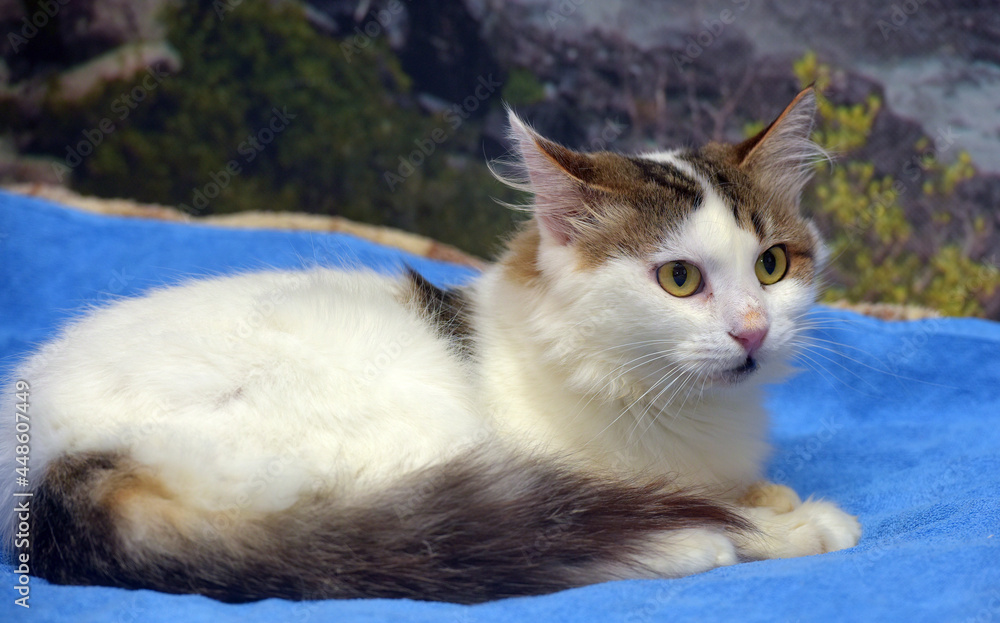 Fototapeta premium white and gray fluffy cat Norwegian Forest