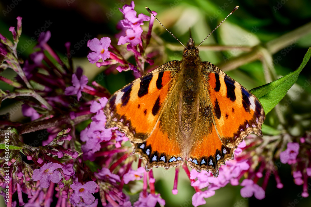 Obraz premium Schmetterling