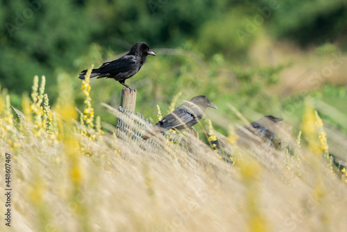 A crow with a fluffed head sits on a fence post in a row with other crows.