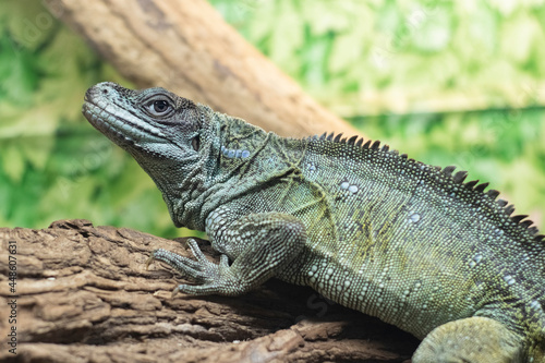 Looking into the lens  agama lizard in a terrarium  close up