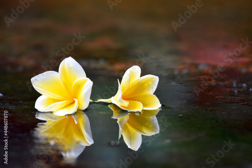 Frangipani flower in yellow color with clear water reflection under the rain