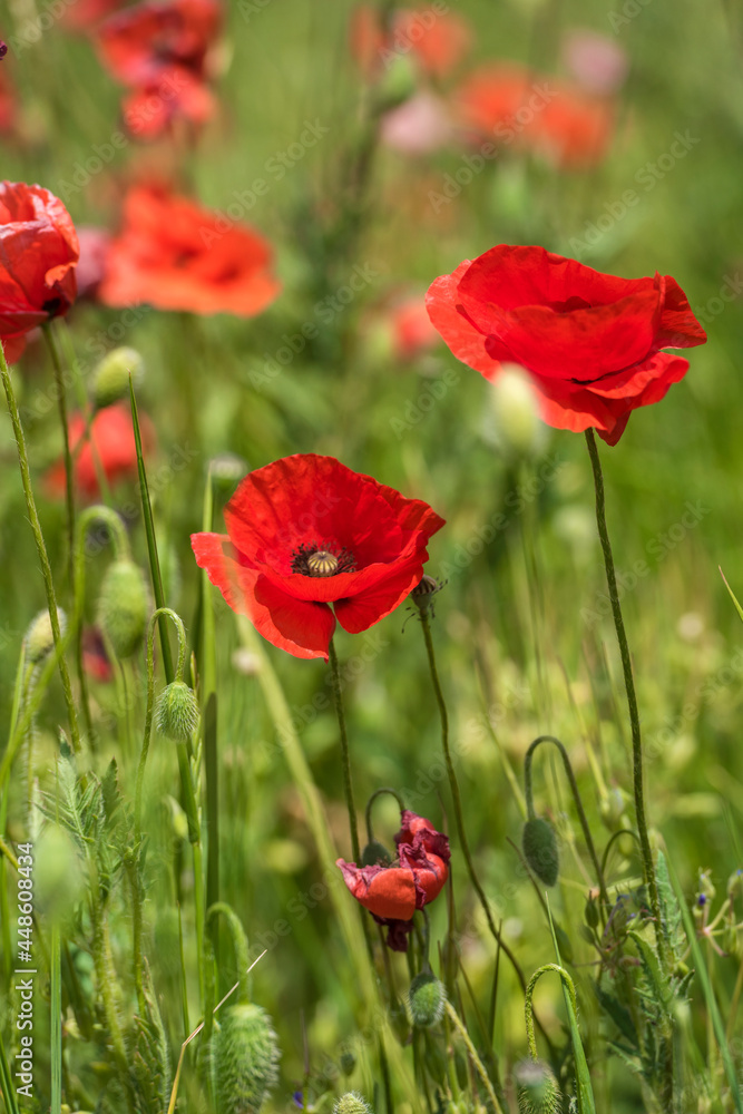 red poppies among the green grass in the summer