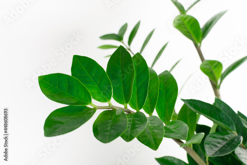 Close up zamioculcas leaves at white background.