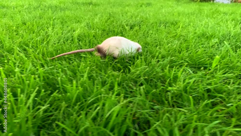 siamese white decorative dumbo rat runs outside on lawn and grass. Pet in wild. Rodents in garden. Wild mice on street. Walk small animals. Green lawn and freedom instead of a cage. Health pet care. siamese white decorative dumbo rat runs outside on lawn and grass. Pet in wild. Rodents in garden. Wild mice on street. Walk small animals. Green lawn and freedom instead of a cage. Health pet care.