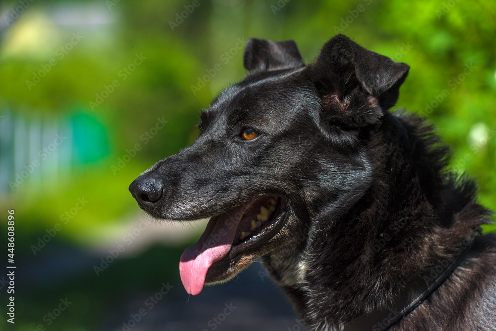 black dog mongrel on a leash in summer black dog mongrel on a leash in summer