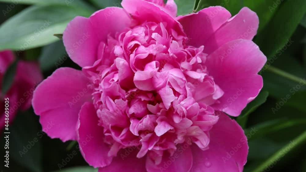 Purple pink peony flowers shake in wind Purple pink peony flowers shake in wind