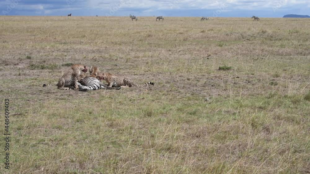 5 Cheetahs brothers feeds on zebra carcass, Maasai Mara herd of zebra walks in the background 5 Cheetahs brothers feeds on zebra carcass, Maasai Mara herd of zebra walks in the background