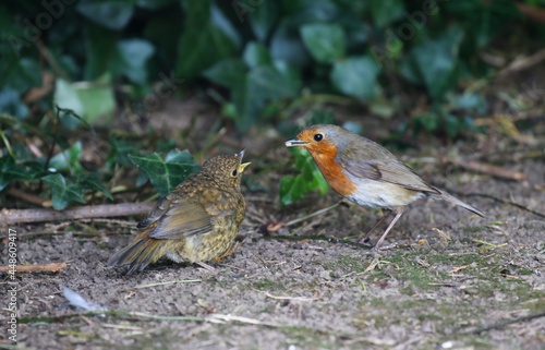 Robin redbreast birds, parent feeding chick, both birds on ground with baby fledgling's yellow beak open for food. European red breasted birds "Erithacus rubecula" during summer season. Ireland