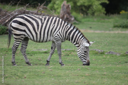 Zebra am grasen