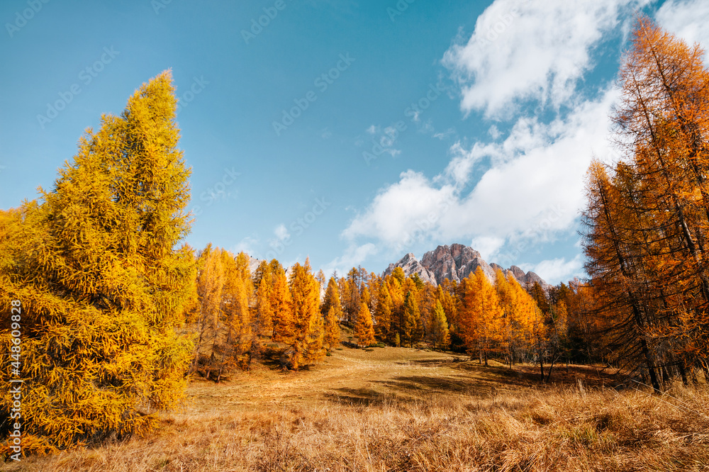 beautiful golden autumn in the mountains. natural background. Dolomites Alps, Italy. autumn landscape beautiful golden autumn in the mountains. natural background. Dolomites Alps, Italy. autumn landscape