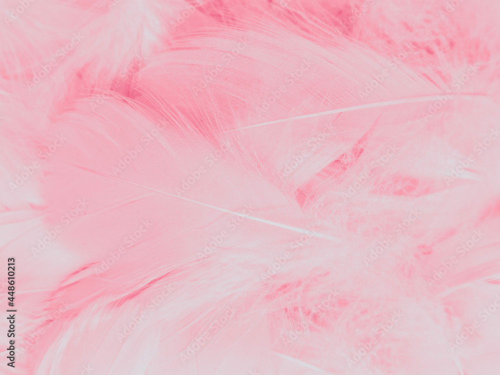 Beautiful abstract light pink feathers on white background, white feather frame on pink texture pattern and pink background, love theme wallpaper and valentines day, white gradient Beautiful abstract light pink feathers on white background, white feather frame on pink texture pattern and pink background, love theme wallpaper and valentines day, white gradient