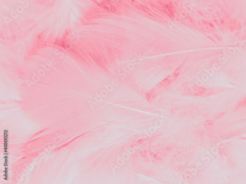 Beautiful abstract light pink feathers on white background   white feather frame on pink texture pattern and pink background  love theme wallpaper and valentines day  white gradient