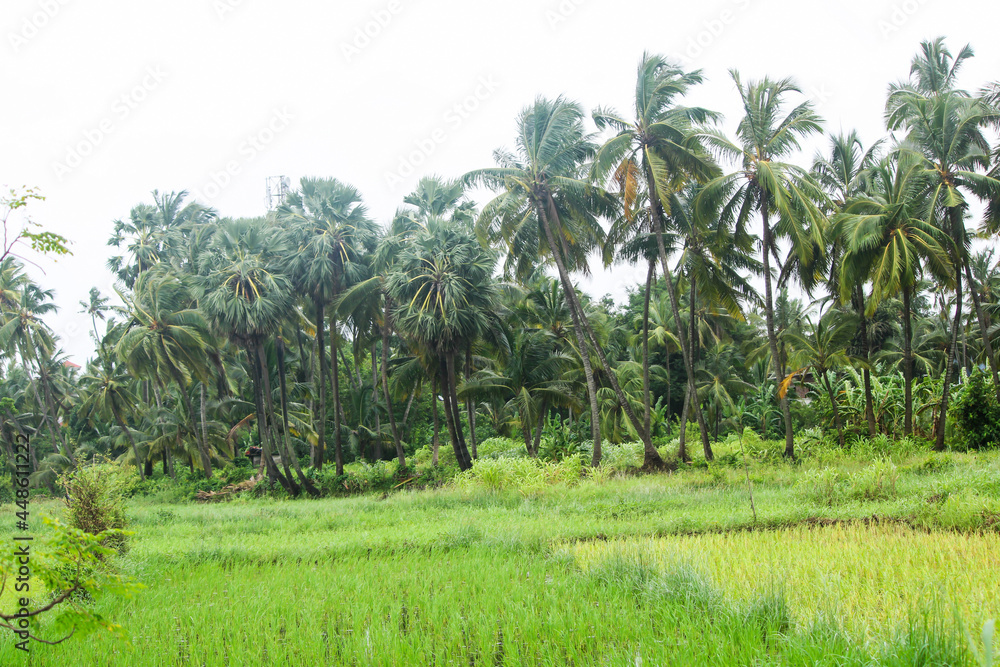 Beautiful coconut palm trees farm in india.