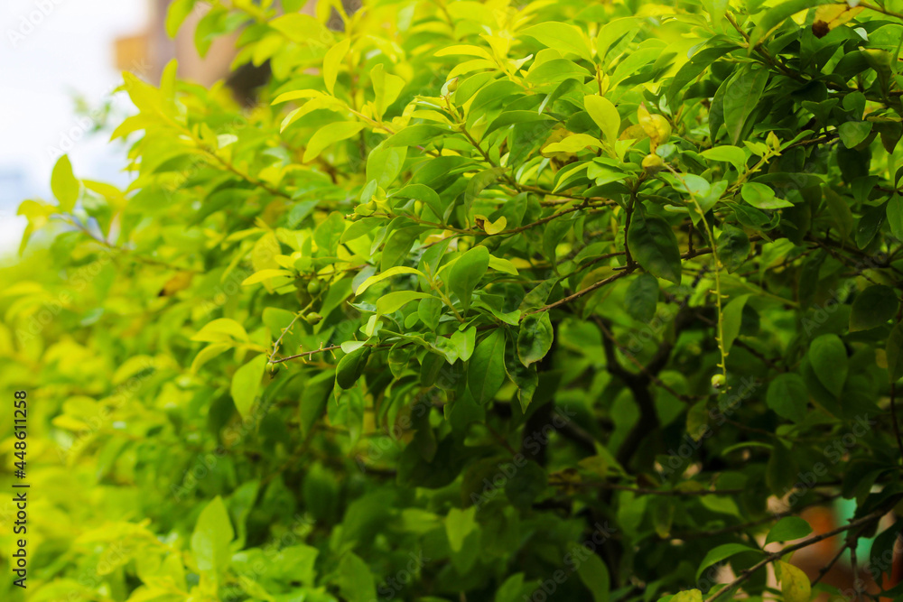 Nature of green leaf in garden at Rainy. Natural green leaves plants using as spring background cover page environment ecology or greenery wallpaper Nature of green leaf in garden at Rainy. Natural green leaves plants using as spring background cover page environment ecology or greenery wallpaper