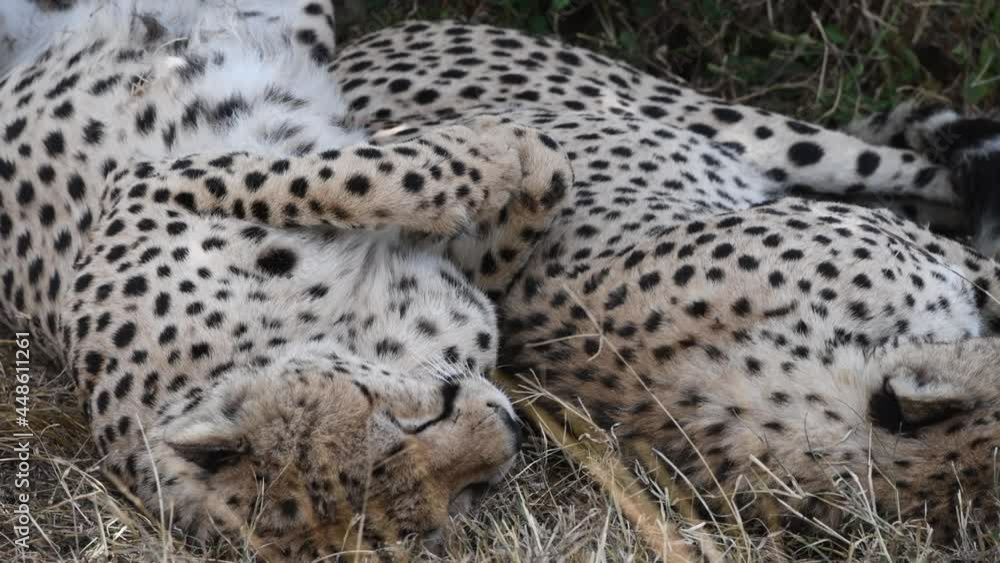 Cheetahs rest in shade , Maasai Mara Cheetahs rest in shade , Maasai Mara
