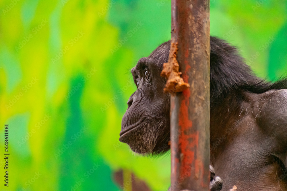 Małpa szympans - obrazy, fototapety, plakaty 