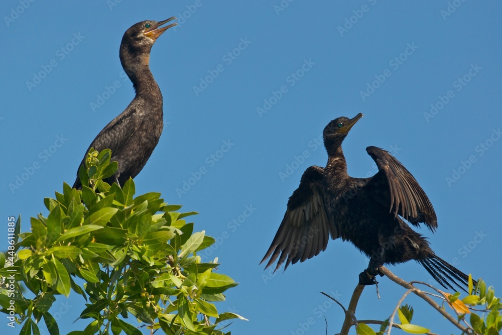 Cormorán bicrestado (Phalacrocorax auritus) en área de anidación, Península de Yucatán, México. Cormorán bicrestado (Phalacrocorax auritus) en área de anidación, Península de Yucatán, México.