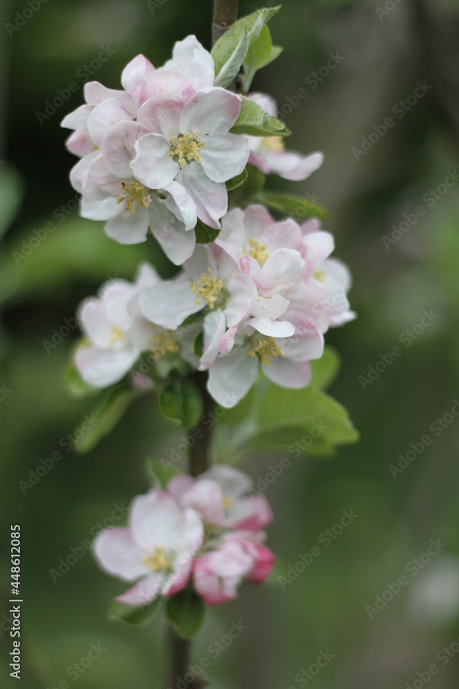 tree blossom tree blossom