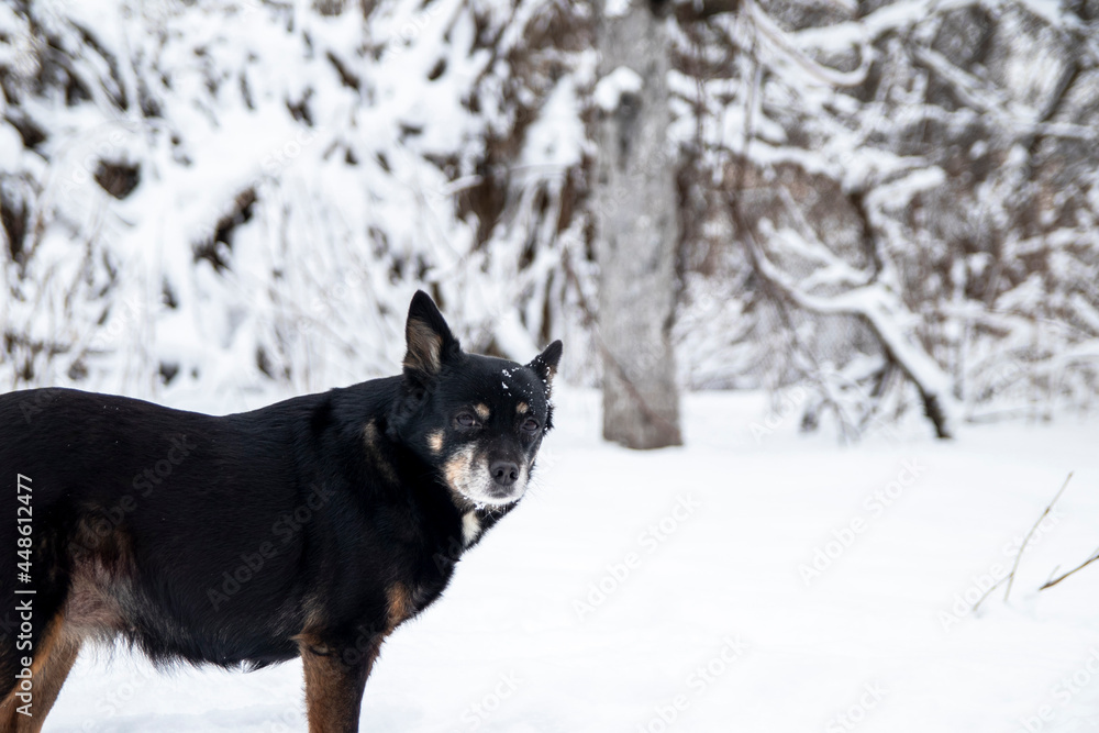 Beautiful black dog in the winter in the snow. Portrait of a dog. Beautiful black dog in the winter in the snow. Portrait of a dog.