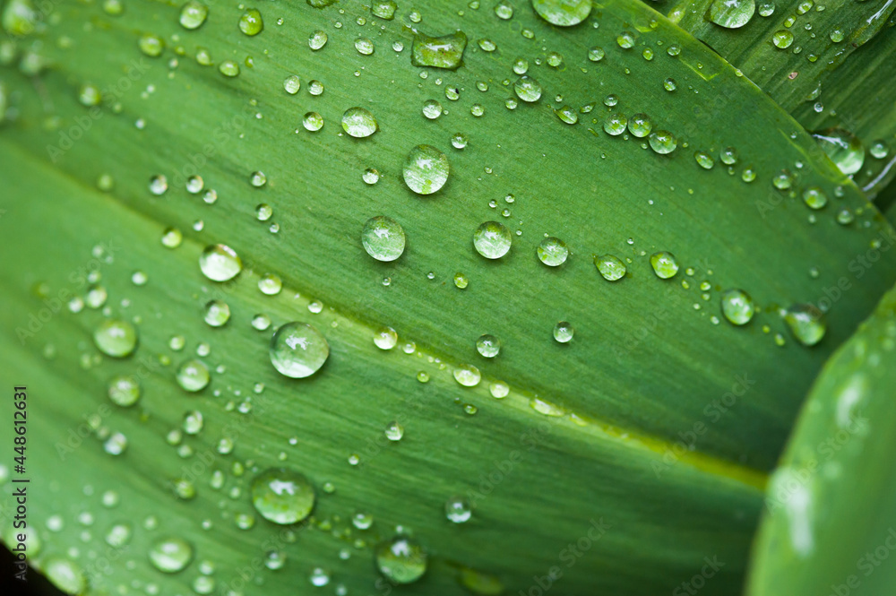 Fresh green Fresh green