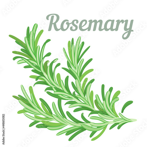 A fluffy sprig of fresh fragrant rosemary. Solid color illustration, no stroke. Simple design