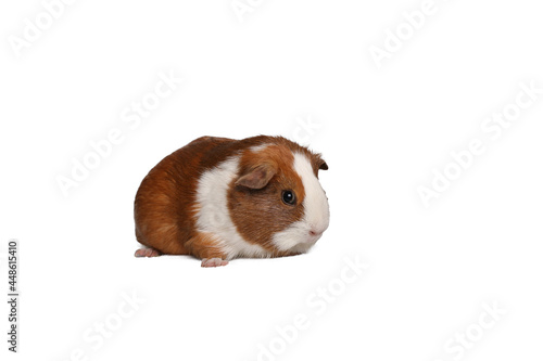 Beautiful Guinea pig in front of a white background