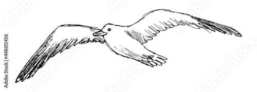 Grunge vector sketch of flying seagull, isolated on white background. Rough linear freehand drawing of a sea bird